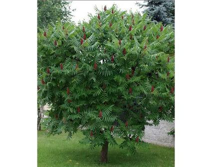 fluweelboom-rhus-typhina.webp