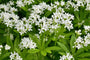 galium-odoratum-schaduwplek-droge-grond.jpg