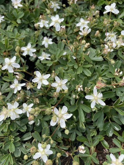 Ganzerik - Potentilla tridentata 'Nuuk'