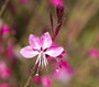 gaura-prachtkaars.png