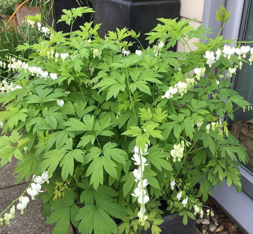 Gebroken hartje - Dicentra 