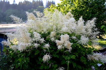 geitenbaard-Aruncus-dioicus.jpg