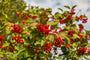 Gelderse roos - Viburnum opulus - Heester