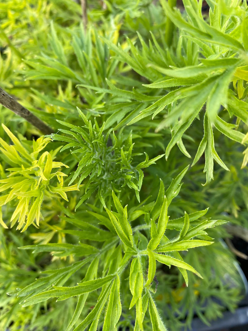 Detail Gele Vlier - Sambucus nigra 'Golden Tower'