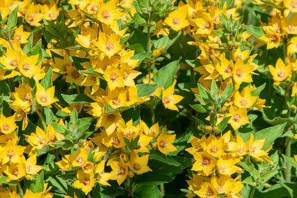 gele wederik plant Lysimachia vulgaris