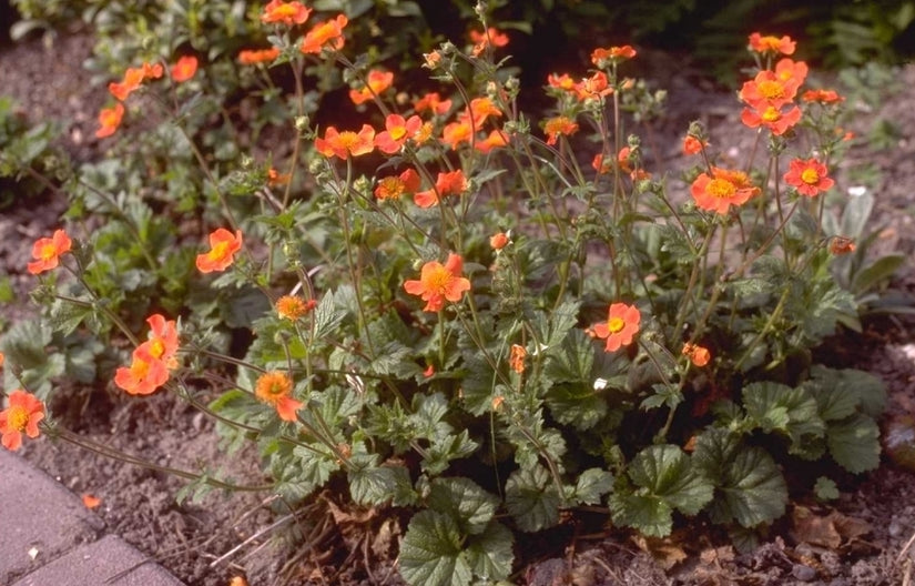 geum-planten.jpeg