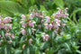 gevlekte-dovenetel-Lamium-maculatum-Shell-Pink.jpg