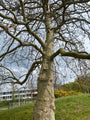 Gewone plataan - Platanus hispanica