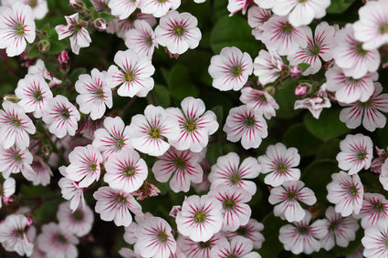 gipskruid-Gypsophila-cerastioides.jpg