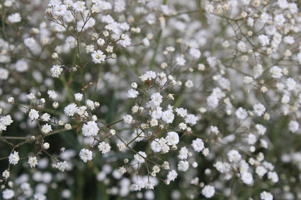 gipskruid-plant-Gypsophila-paniculata.jpg