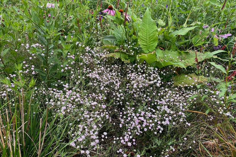 Gipskruid - Gypsophila 'Rosenschleier' 