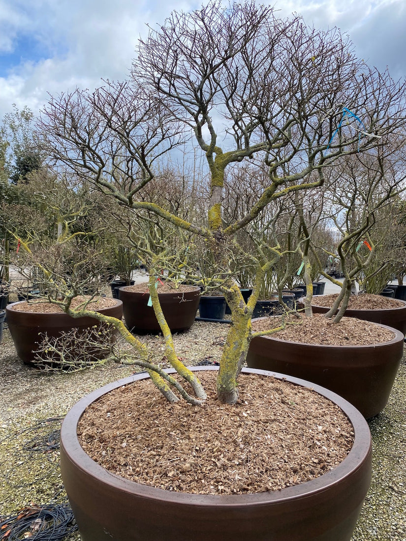 gladde iep boom ulmus