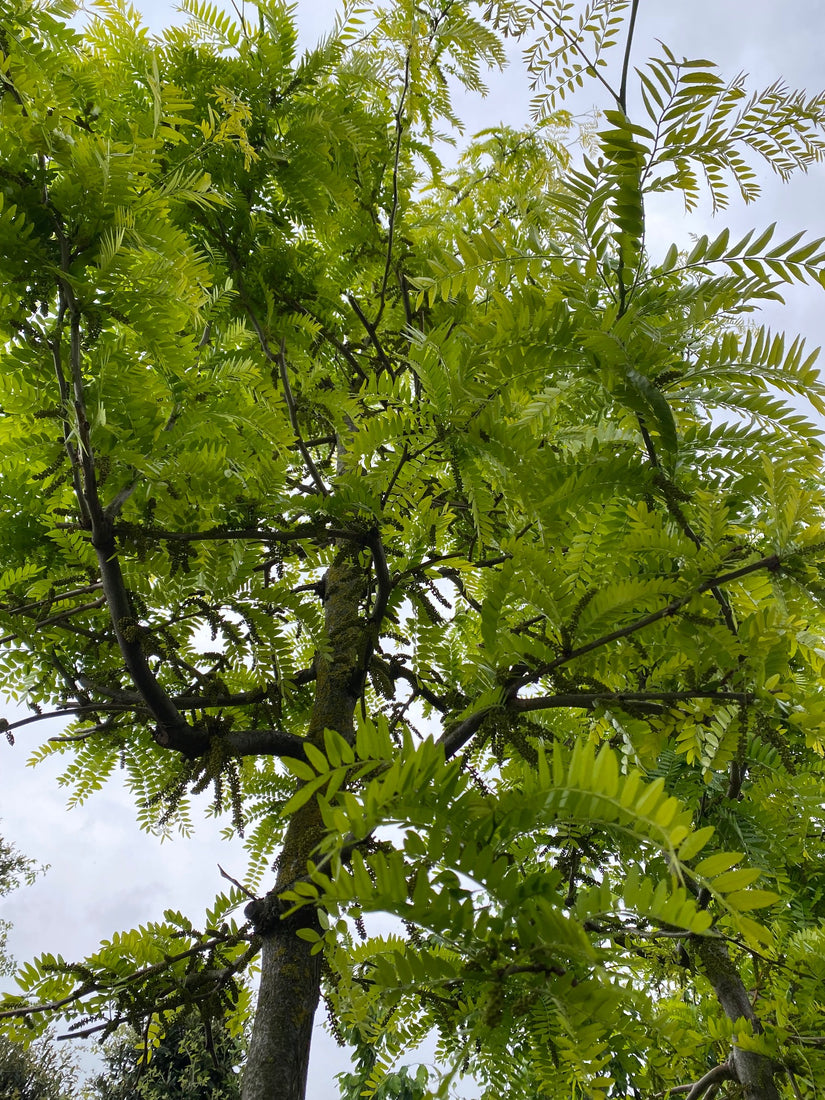 Gleditsia sunburst bladeren mei juni