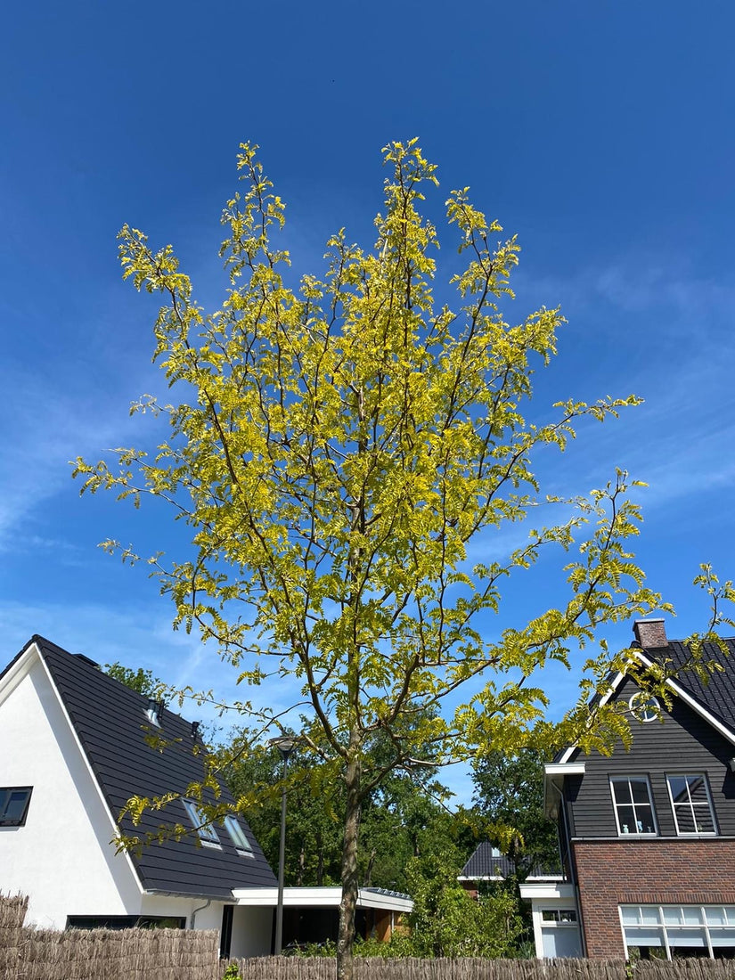 Gleditsia