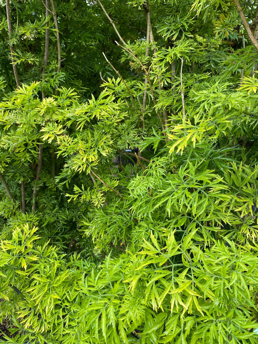 Blad Gele Vlier - Sambucus nigra 'Golden Tower'