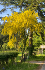 Goudenregen treur boom - heester