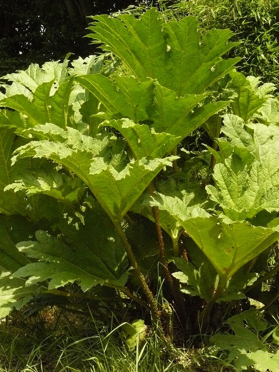Sierrabarber Gunnera tinctoria