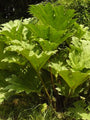 Sierrabarber Gunnera tinctoria