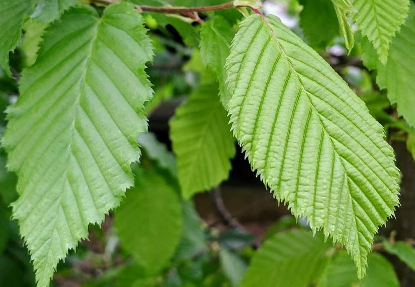 blad van haagbeuk leivorm boom