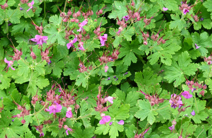 Half wintergroene Ooievaarsbek - Geranium macrorrhizum 'Czakor'