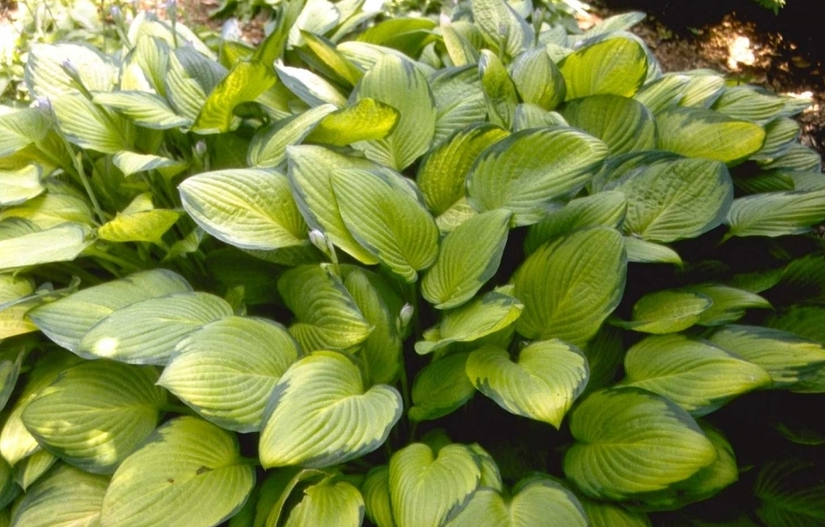 Hartlelie - Hosta 'Undulata Albomarginata'