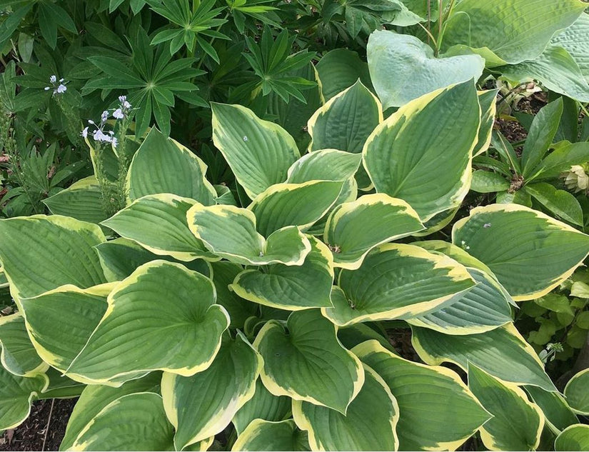 lelie - Hosta 'Undulata Albomarginata' 