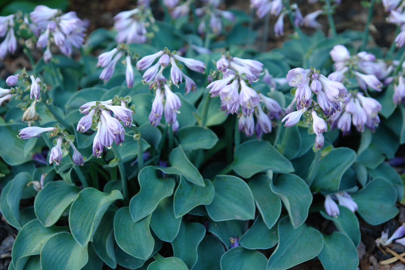 Hartlelie - Hosta 'Blue Mouse Ears'