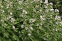 heemst-Althaea-officinalis.jpg