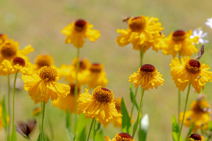 Zonnekruid - Helenium bigelovii 'The Bishop' in bloei