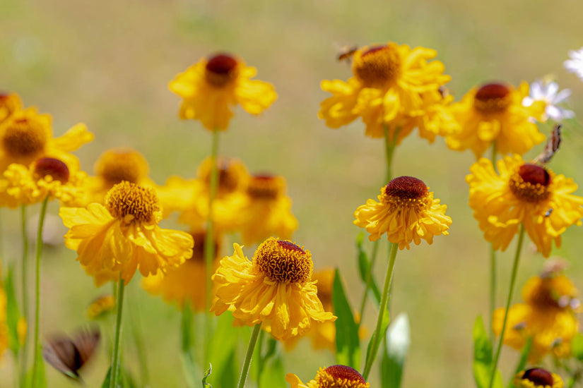 Zonnekruid - Helenium bigelovii 'The Bishop' in bloei