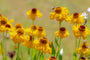 Zonnekruid - Helenium bigelovii 'The Bishop' in bloei