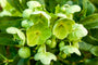 helleborus argutifolius wit-groene bloemen - online tuinplanten kopen