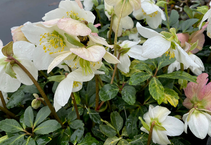 Kerstroos - Helleborus niger in bloei