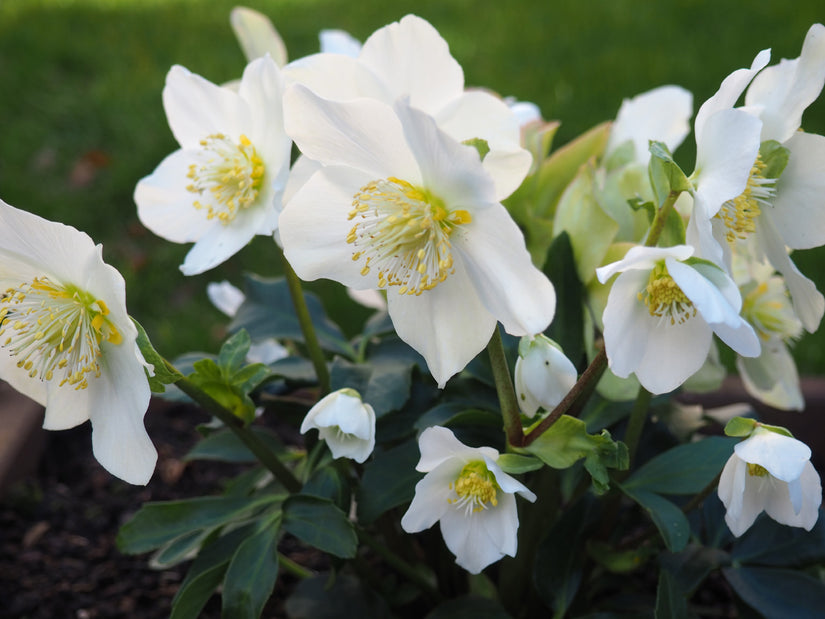 Kerstroos - Helleborus niger