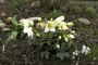 Helleborus niger