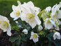 Biologisch Kerstroos - Helleborus niger