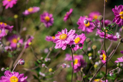  herfstanemoon-Anemone-hupehensis-Praecox.jpg