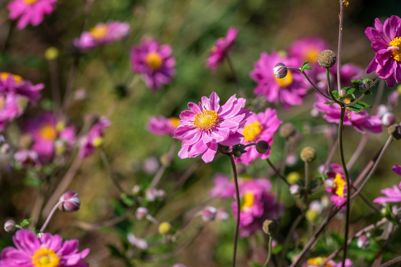  herfstanemoon-Anemone-hupehensis-Praecox.jpg