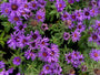 Herfstaster - Aster novae-angliae 'Purple Dome'