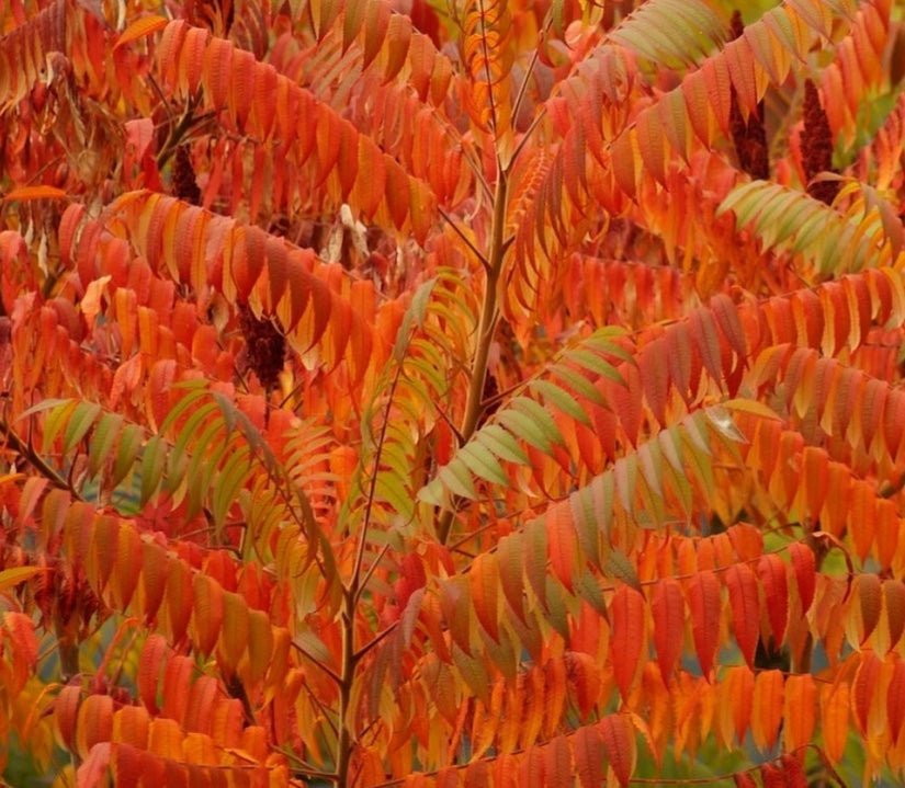 tuinplanten met herfstverkleuring