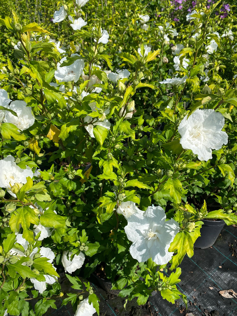 hibiscus struik / haag witte bloemen