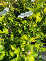 hibiscus white chiffon - witte hibiscusstruik