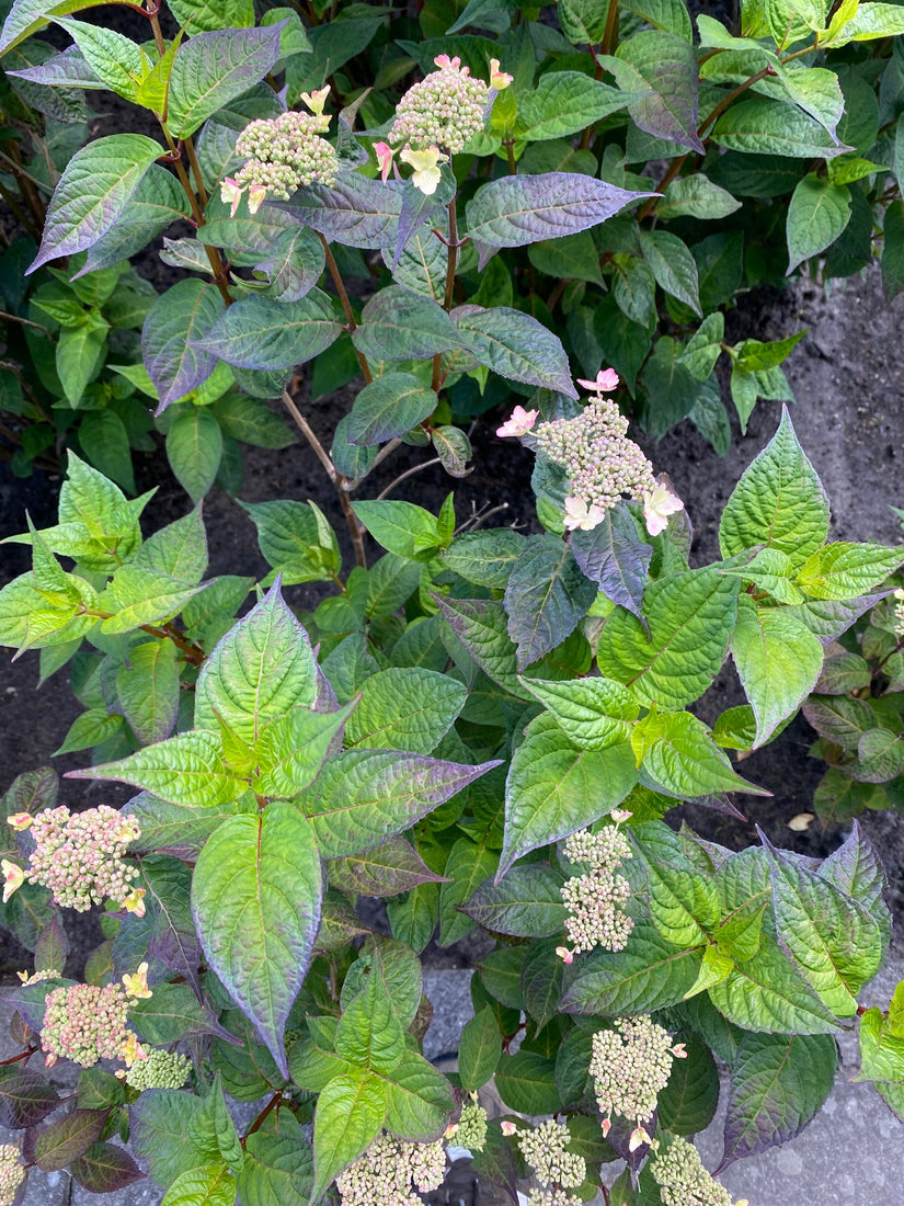 hortensia-struik-Hydrangea-macrophylla.jpg