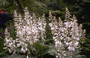 Hartlelie - Hosta sieboldiana 'Elegans' 