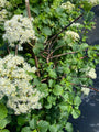 Hydrangea Petiolaris bloeiende haag