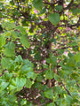 Hydrangea anomala subsp. petiolaris