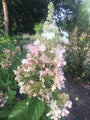 hydrangea_paniculata_pinky_winky.webp