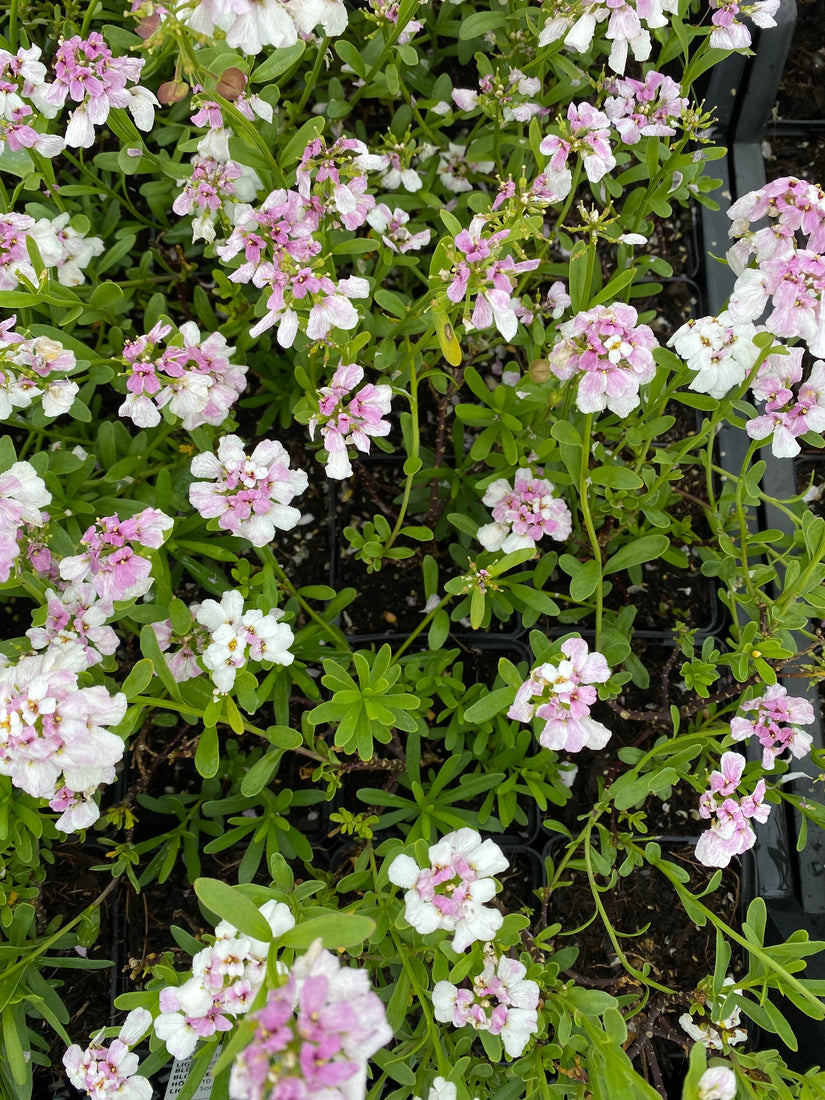 Iberis sempervirens 'Snowflake'