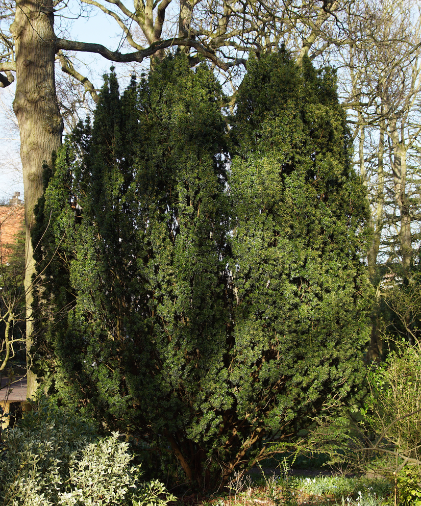 ierse-taxus-zuilvormig-opgaand-wintergroen.png