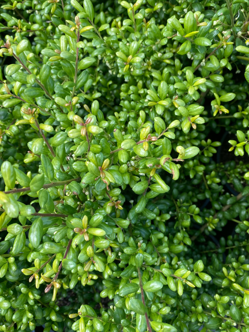 ilex-convexa-japanse-hulst.jpg